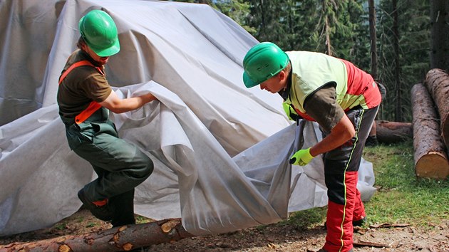 Lesníci ze Správy KRNAP aplikují chemický postřik na kmeny napadené kůrovcem (26.7.2018).