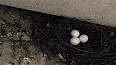 Holubi si na balkon udlali hnízdo.