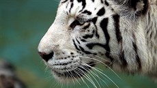 Bílý tygr v peruánské zoo. Lima (26. 7. 2018).