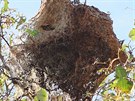 Housenky bourovce vytváejí ve vtvích pavuinovitá hnízda.