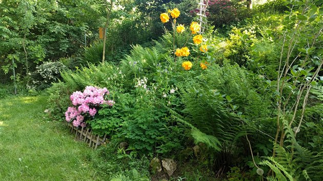 Zahrada je ve svahu, nechybí na ní slunce ani stín, daří se tu tedy i kapradí, rododendronům a azalkám. 
