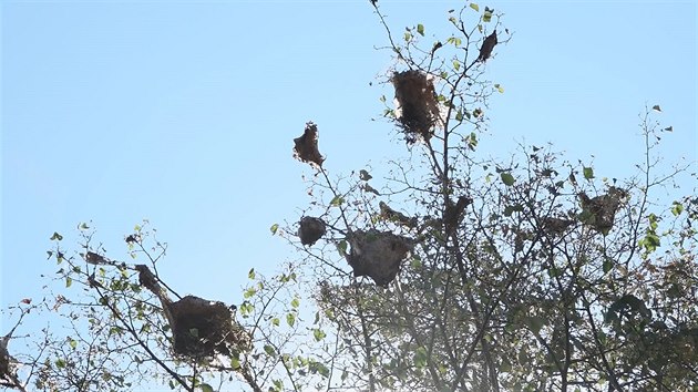 Pavučinovitá hnízda ve větvích lip na cestě od Vlašimi už jsou prázdná.