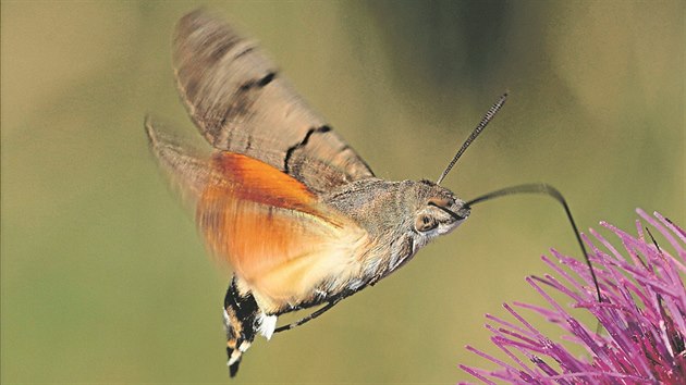 DLOUHOZOBKA SVÍZELOVÁ je noční motýl, který létá ve dne a velmi rád na muškáty. Lidé si jej pletou s kolibříkem, má velmi podobné pohyby. Rychle kmitá křídly, umí za letu zastavit na místě a do květu ponoří dlouhý sosák. 