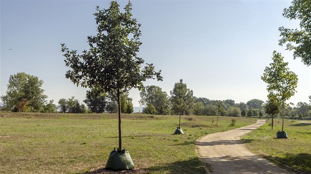 Od letošního horkého července využívají technické služby v Uničově k zavlažování stromů unikátní vaky. Desítky litrů vody z nich přímo u kmene odtékají celé hodiny, postupně se tak vsakuje přímo ke kořenům. (31. července 2018)