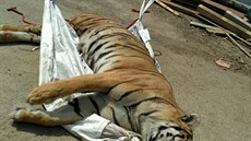 Celní správa a policisté nali pi razii nali mrtvého tygra a dalí zvíata....
