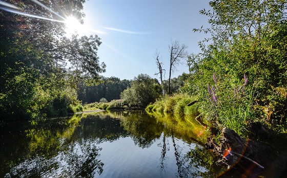 Rezervace Ramena řeky Moravy představuje nefalšovanou divočinu.
