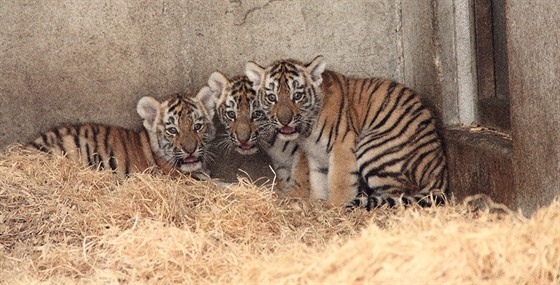 Tygřata se v hlubocké zoo narodila v květnu. Ve dvou měsících je čekalo vážení,...