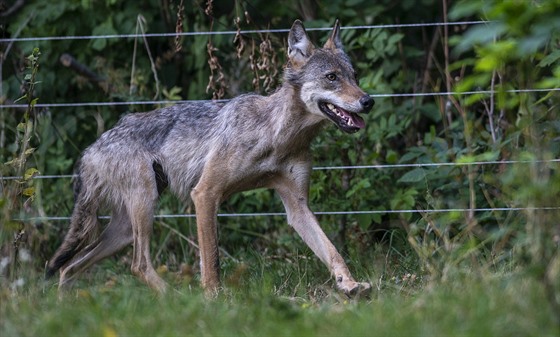 Více než roční samice vlka, kterou našel chovatel ovcí 3. srpna v ohradě mezi...