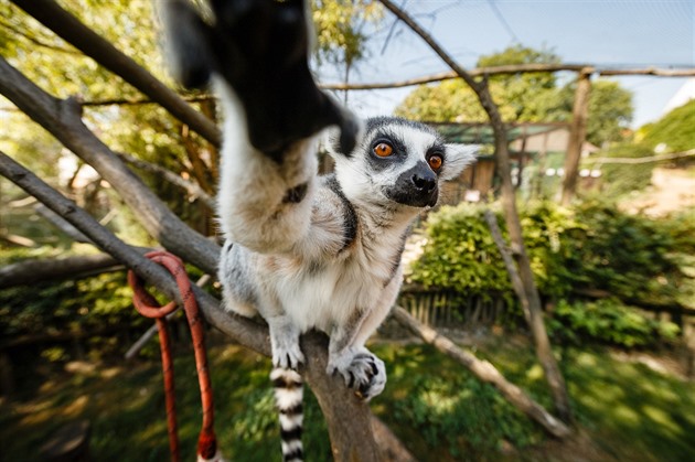 Dti nejvíce milují lemury a surikaty. (27. 7. 2018)