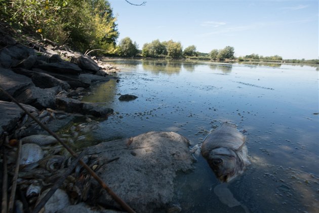 V Záhlinických rybnících uhynulo sedm tun ryb. Hladina je o metr nií ne...
