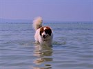 Svého psa nikdy nenuťte plavat násilím – může si tak odnést odpor či nedůvěru k...