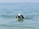 Psa nikdy neberte plavat s plným žaludkem – hrozí mu torze žaludku, která je...