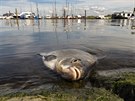 Mrtvá ryba leží na březích přístavu Greetsiel v severním Německu. (1. srpna...