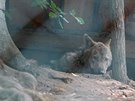 Nvtvnci jihlavsk zoologick zahrady mohou opt obdivovat vlky ibersk,...