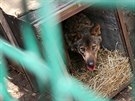 Nvtvnci jihlavsk zoologick zahrady mohou opt obdivovat vlky ibersk,...