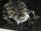 V jihlavsk zoo tvo krokodl potravu pedevm ryby. Nessie, ptilet samice...