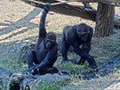 Goriláci Kiburi a Nuru se chladí potku
