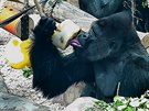 Zavená zmrzlina vydrela gorilám dv hodiny