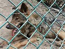 Vlci jsou zptky v jihlavsk zoo