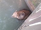 Medvdi v zoo si lebedí ve vod