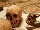 Archeologov vyzvedli kosti Pemyslovc