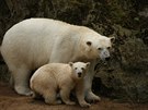 Ledn medvdice Noria jet jako mld se svoj matkou Corou v brnnsk zoo