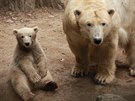 Ledn medvdice Noria jet jako mld se svoj matkou Corou v brnnsk zoo