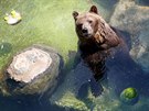 Vedra trápí i medvdy v italských zoologických zahradách (2.8.2018) 