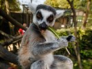 Dti nejvce miluj lemury a surikaty. (27. 7. 2018)
