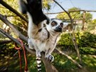 Dti nejvce miluj lemury a surikaty. (27. 7. 2018)
