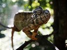 Chovatelskm spchem zooparku jsou chameleoni. (27. 7. 2018)
