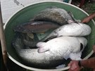 V rybnku Rosnika na Svitavsku uhynuly tisce ryb. (1. srpna 2018)