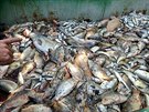 S likvidací mrtvých ryb pomáhají rybám nejen dobrovolníci, ale i klienti...