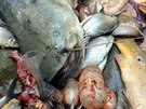 Rybái vylovili metráky ryb bez známek ivota. (1. srpna 2018)