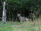 Zhruba ron samice vlka uvzla v ohrad s ovcemi a bla se ven. (3. srpna 2018)