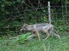 Zhruba roní samice vlka uvízla v ohrad s ovcemi a bála se ven (3.8.2018).