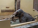 Slon samec v baznu.