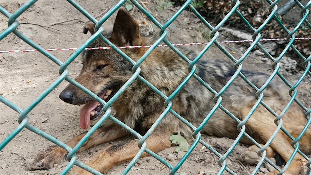 Vlci jsou po pěti měsících zpátky v jihlavské zoo - iDNES.tv