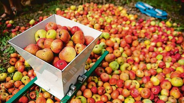 Iniciativa Na ovoce pod adu akc se sbrem jablek a motovnm, ale i teobran, marmeldov workshopy nebo tak prochzky po eskch sadech.