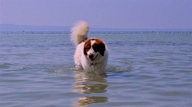 Svého psa nikdy nenuťte plavat násilím – může si tak odnést odpor či nedůvěru k vodě do konce života.