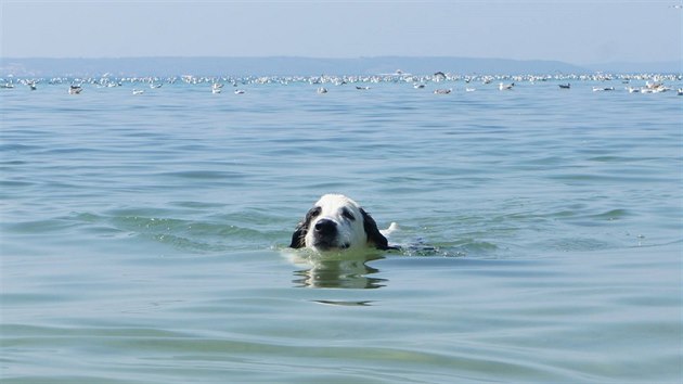 Psa nikdy neberte plavat s plným žaludkem – hrozí mu torze žaludku, která je velmi nebezpečná.