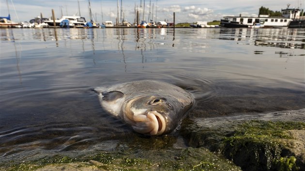 Mrtv ryba le na bezch pstavu Greetsiel v severnm Nmecku. (1. srpna 2018)