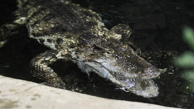 Nejilej, nejzvdavj, nebojcn a pr i nejdrzej z cel krokodl rodiny v jihlavsk zoologick zahrad je ptilet krokodl slena Nessie.