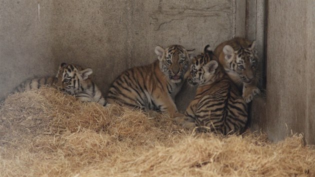 Tygata se v hlubock zoo narodila v kvtnu. Ve dvou mscch je ekalo ven, nutn okovn a ipovn. V z u by je mohli vidt i nvtvnci ve vbhu.