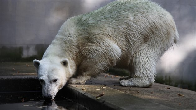 Tletou ledn medvdici Noriu ek na pelomu srpna a z sthovn z brnnsk zoo do nmeckho Rostocku, kde me mt vlastn mlata.