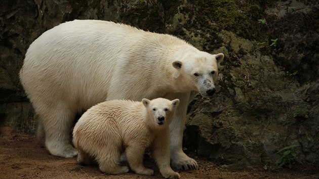 Ledn medvdice Noria jet jako mld se svoj matkou Corou v brnnsk zoo.
