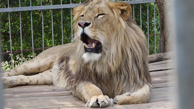 Lev chovatele Marka R��i�ky ze Str�e nad Oh��