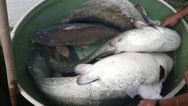 V rybníku Rosnička na Svitavsku uhynuly tisíce ryb. (1. srpna 2018)