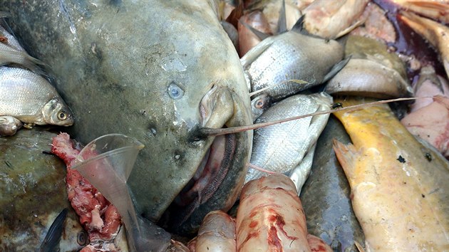 Rybáři vylovili metráky ryb bez známek života. (1. srpna 2018)
