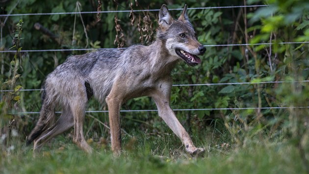 Více než roční samice vlka, kterou našel chovatel ovcí 3. srpna v ohradě mezi Vrchlabím a Strážným.